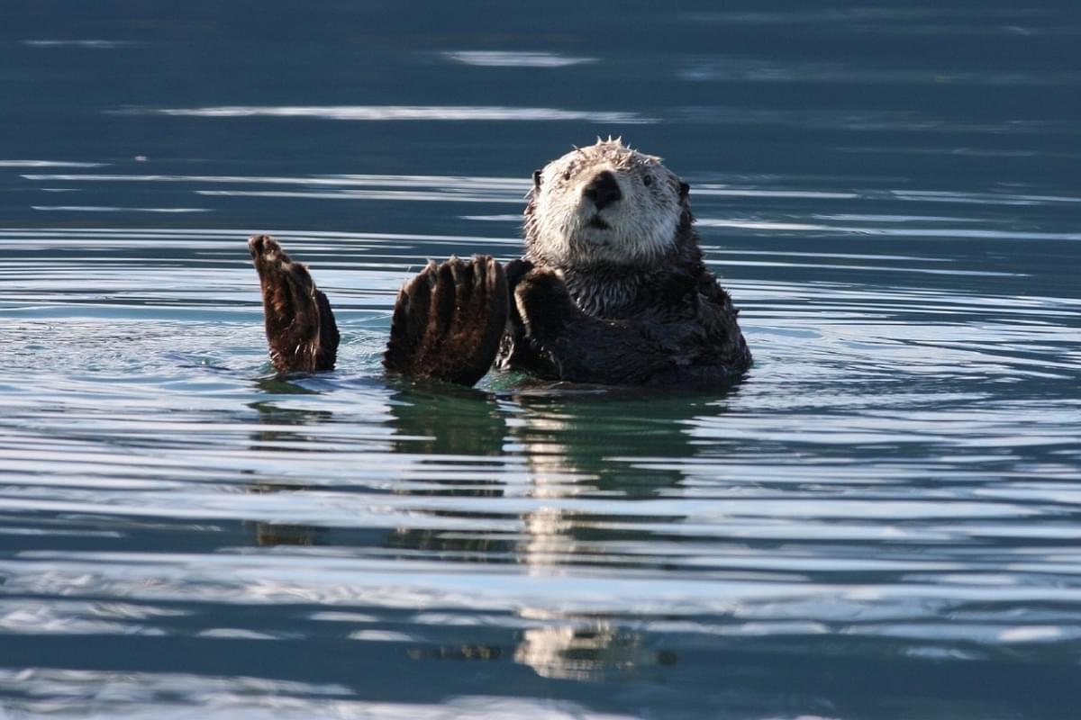 lontra di vico