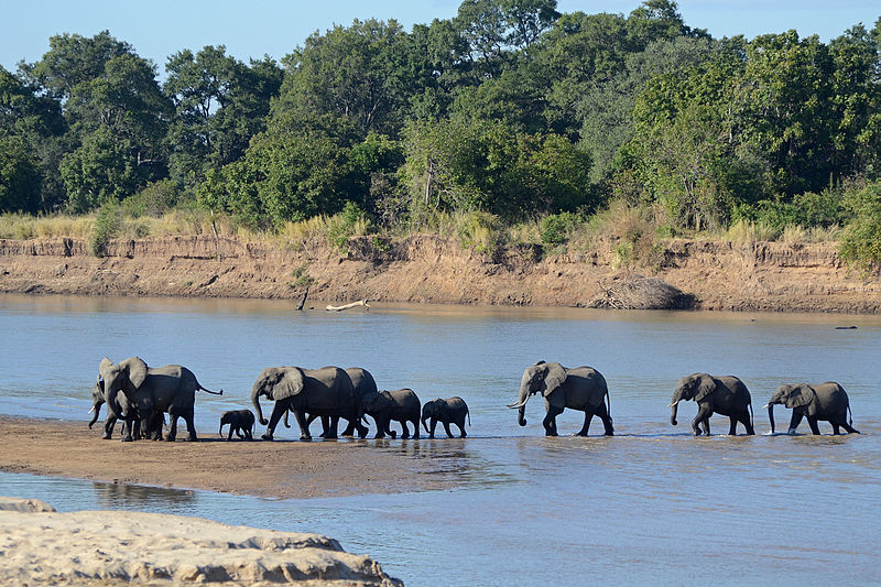 /foto/luangwa river crossing