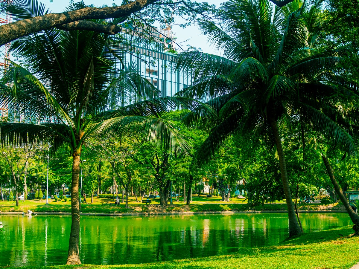 lumphini park bangkok dettaglio palmeto