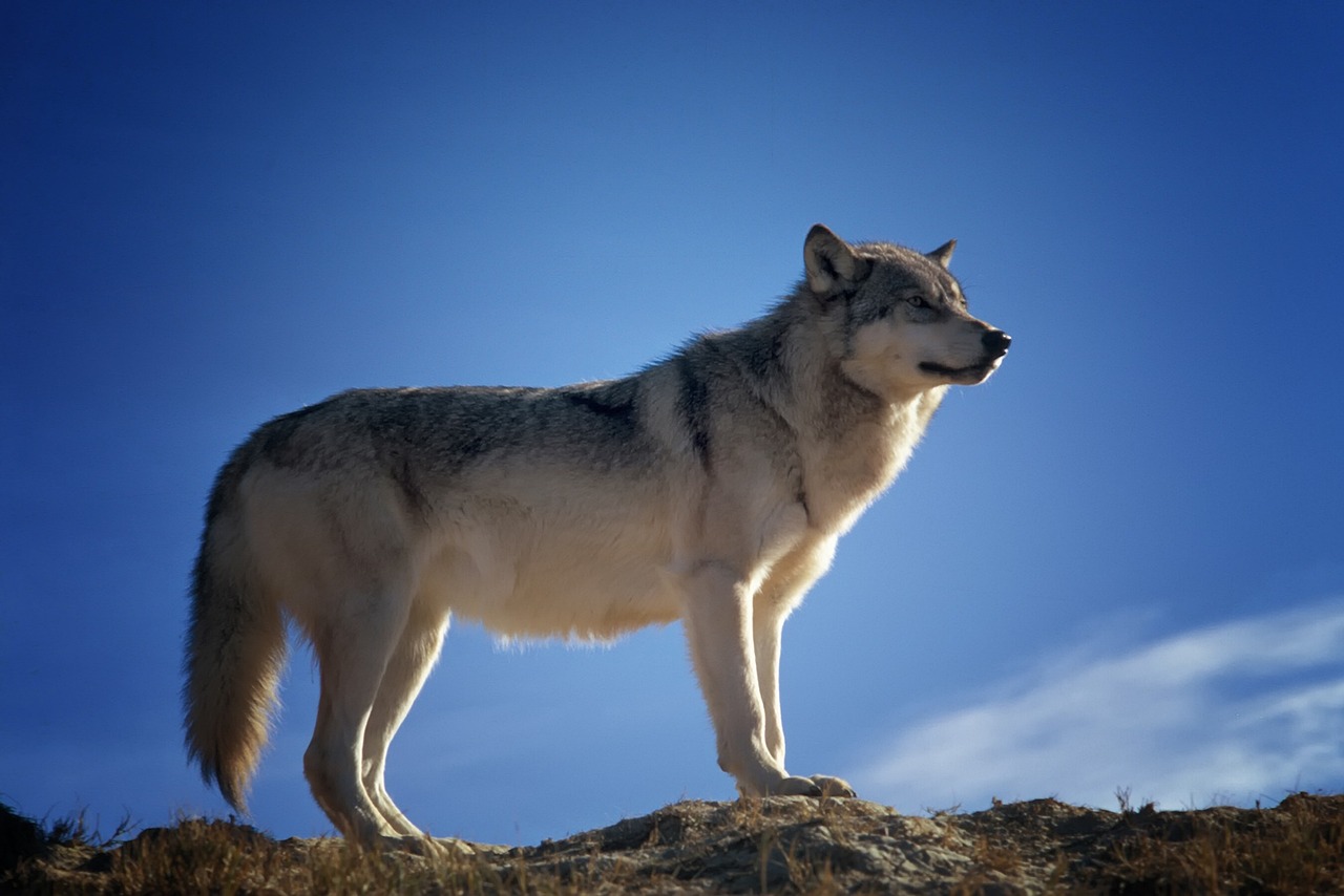 lupo animale animali selvatici