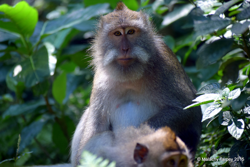 macaques ubud monkey forest