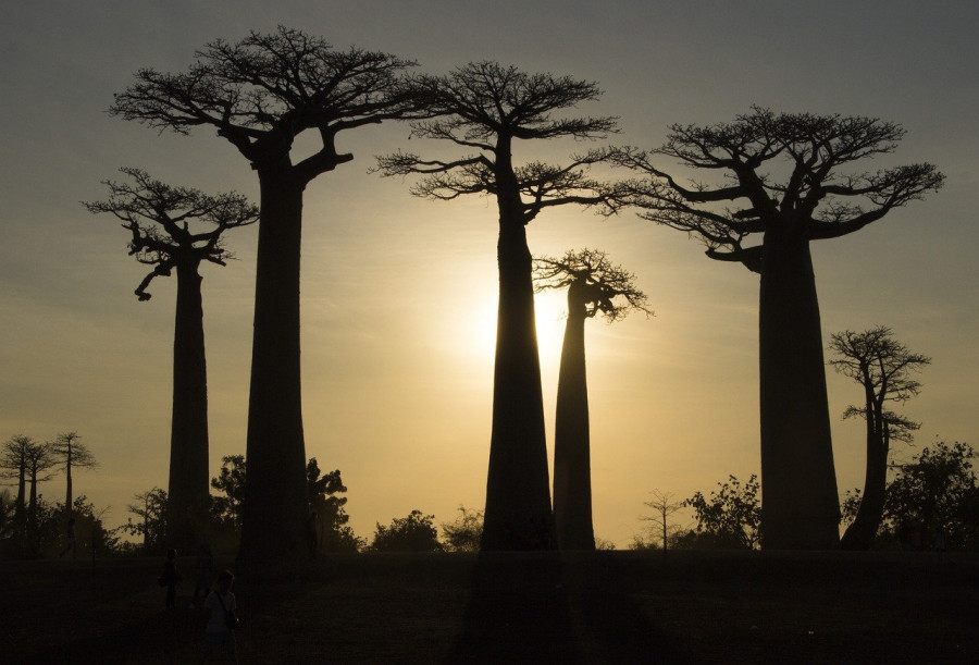 madagascar baobab albero natura 2