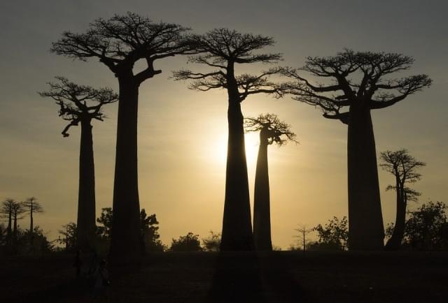 Madagascar Baobab Albero Natura