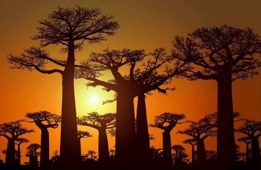 madagascar baobab tramonto
