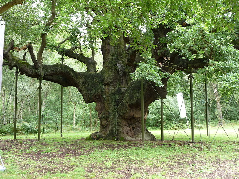 Quercia Maggiore covo robin hood