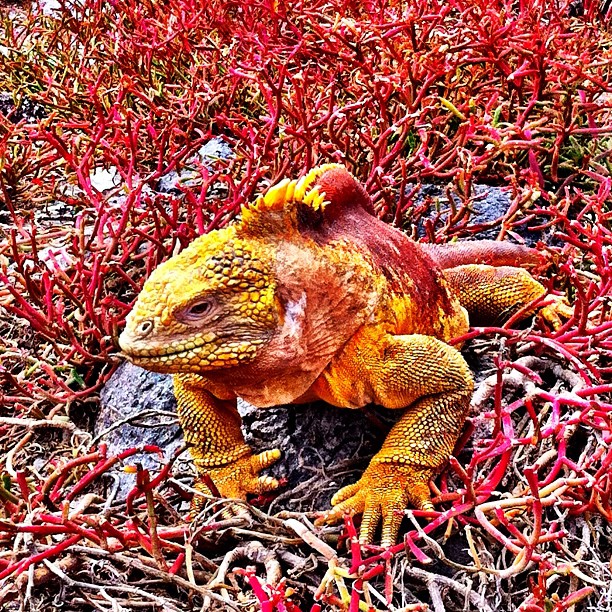 male land iguana with mating colours on plazas sur galapagos ecuador t
