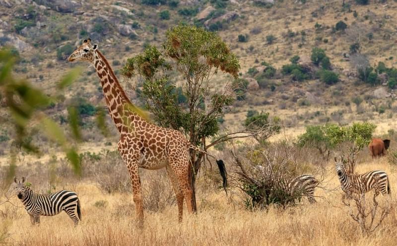 malindi kenya tsavo park