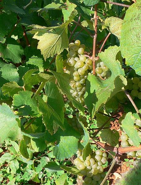 malvasia grappolo di uva