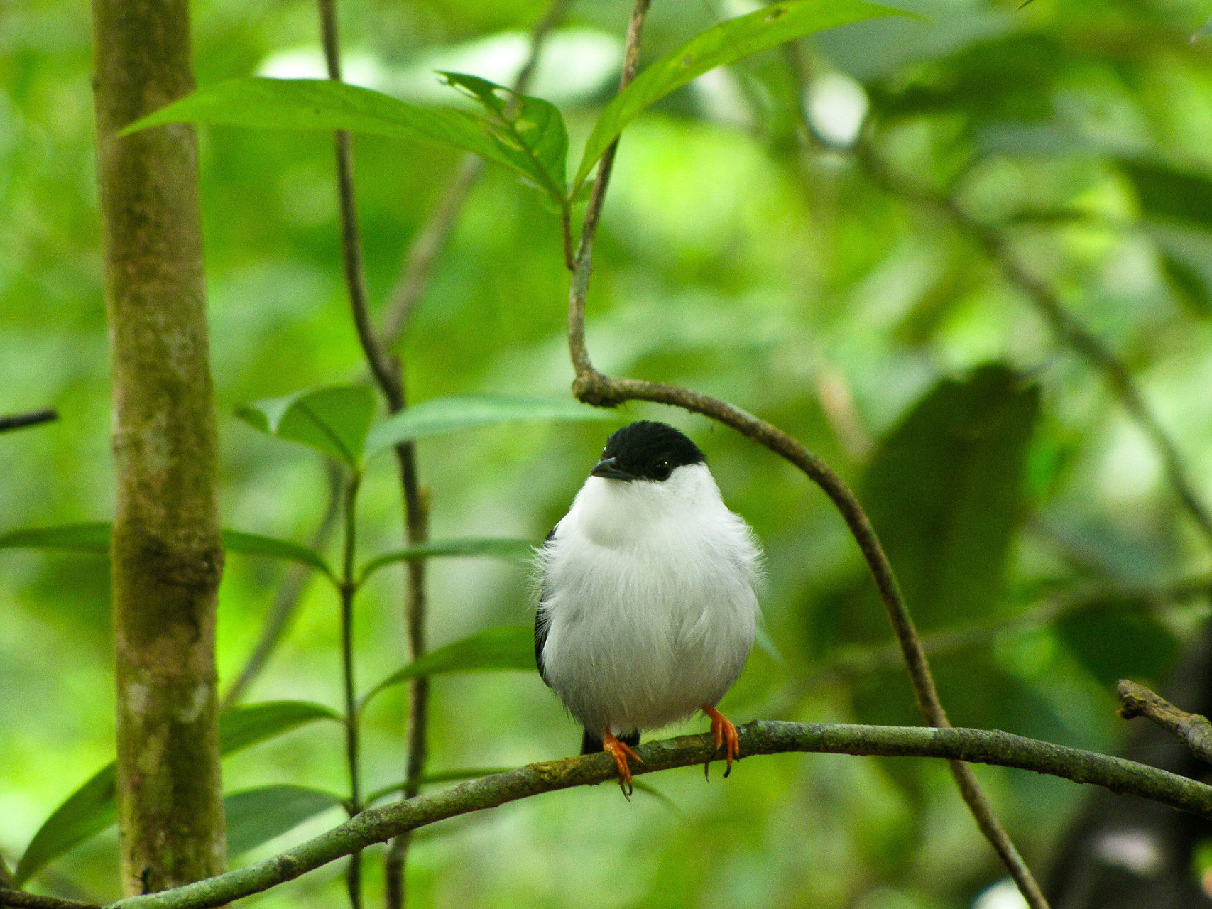 manacus manacus asa wright nature centre northern range trinidad trinidad and tobago 8a 1