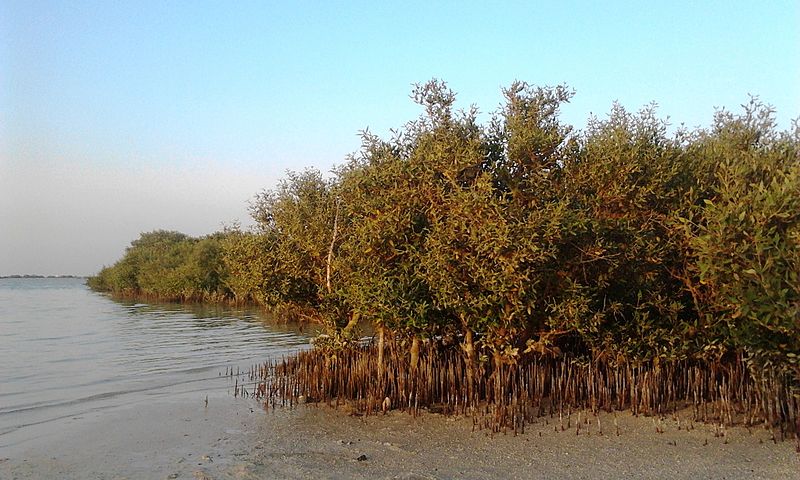 mangrove01 qatar dakhira