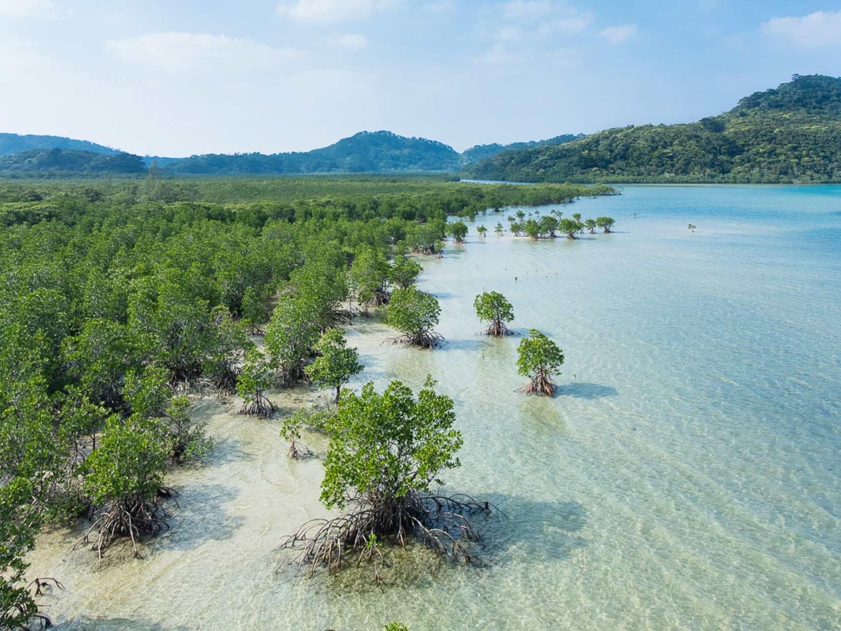 mangroveswamp iriomoteisland okinawa japan