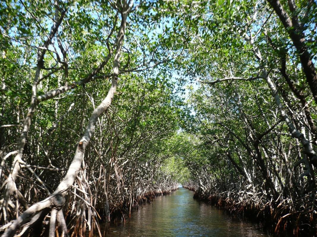 mangrovie everglades torbiere marsh 1