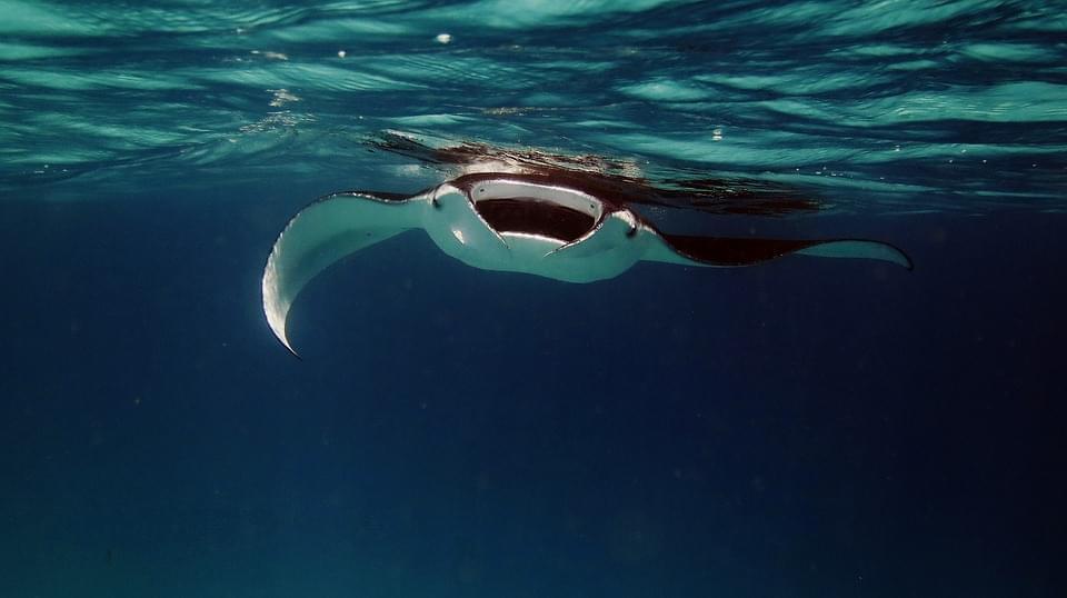 manta maldive