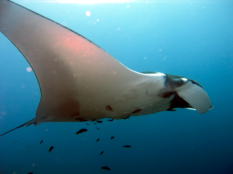 mantabirostris thailand