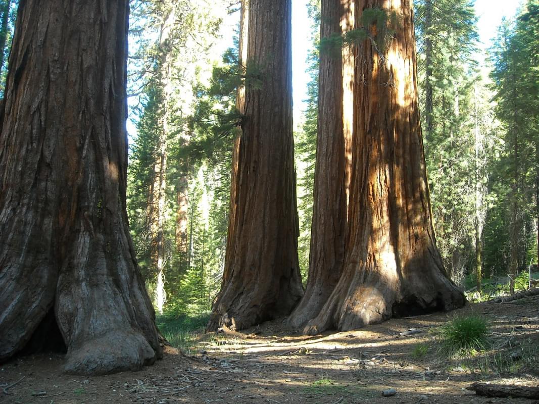 mariposa grove california sequoia