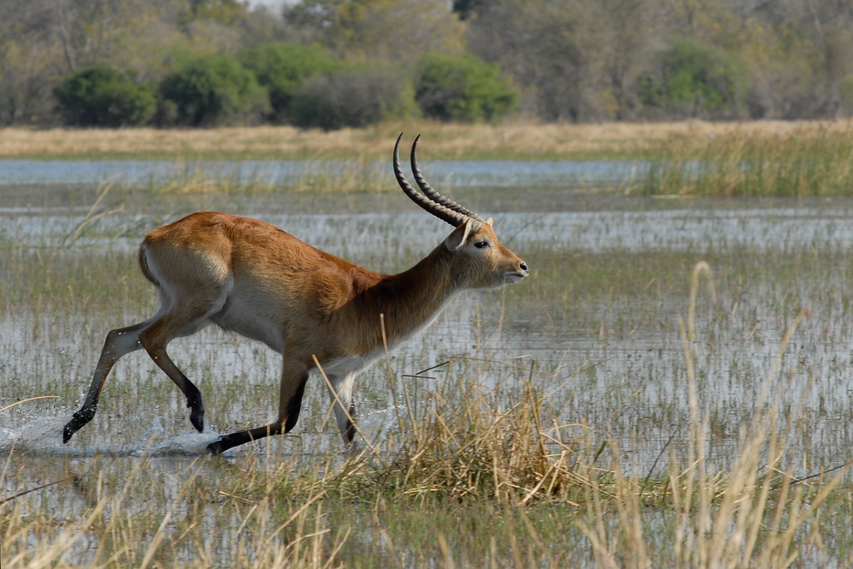 Marsh Antilope Botswana Moremi