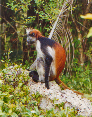 masingini forest zanzibar