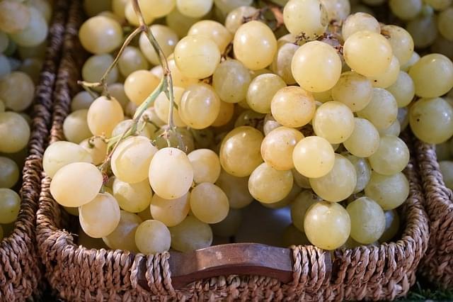 medoc vino francia