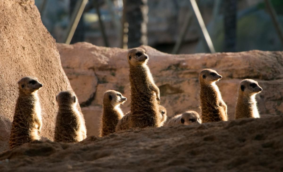 meercats zoo valencia 1