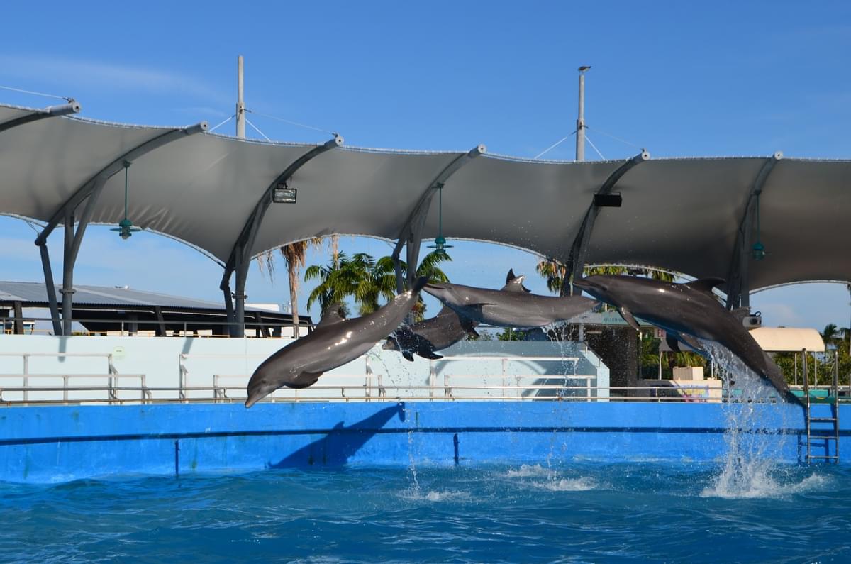 miami seaquarium delfini 2