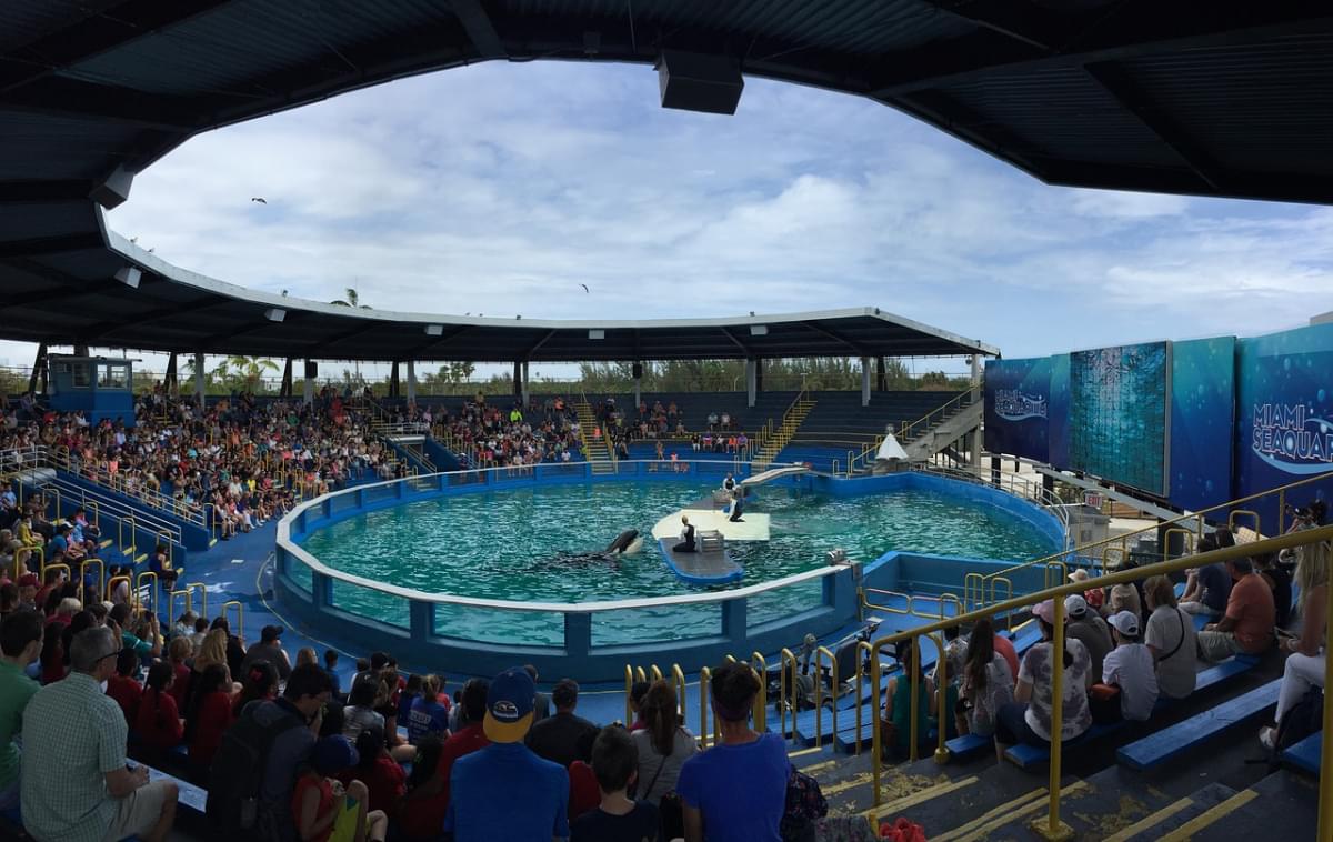 miami seaquarium delfini