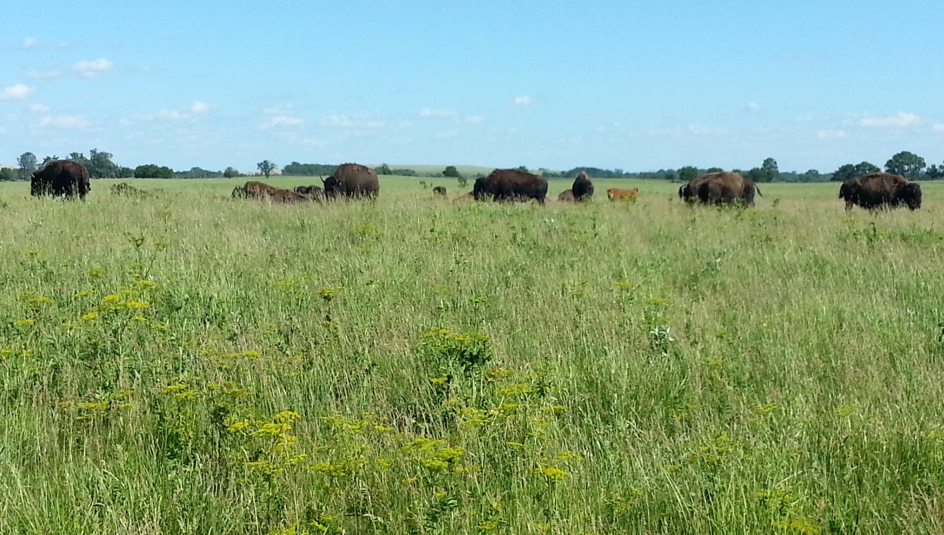 bisonti selvaggi nella prateria di Midewin in Illinois