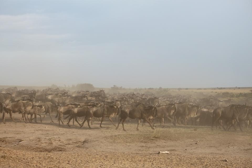 migrazione degli gnu masai mara kenya