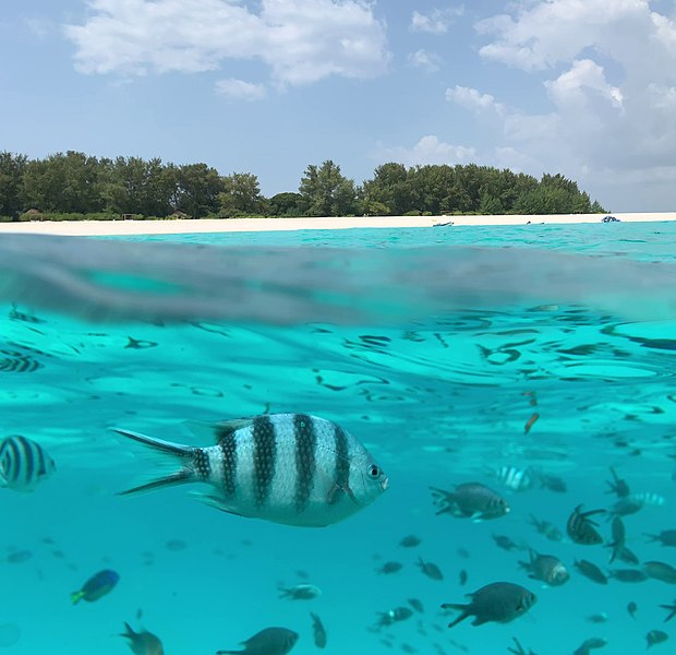 mnemba island zanzibar