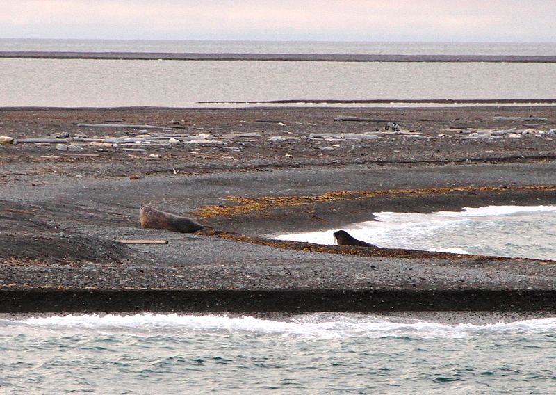 moffen svalbard