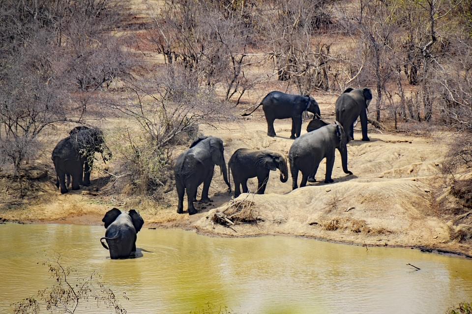 mole national park 1927847_960_720