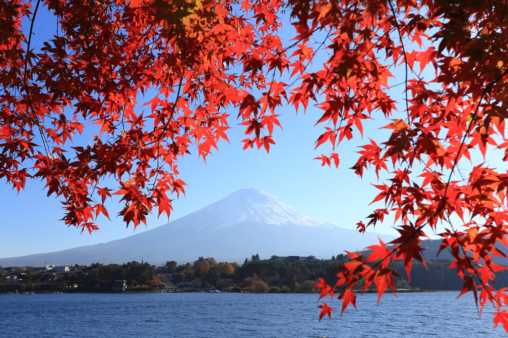 momiji and mount fuji