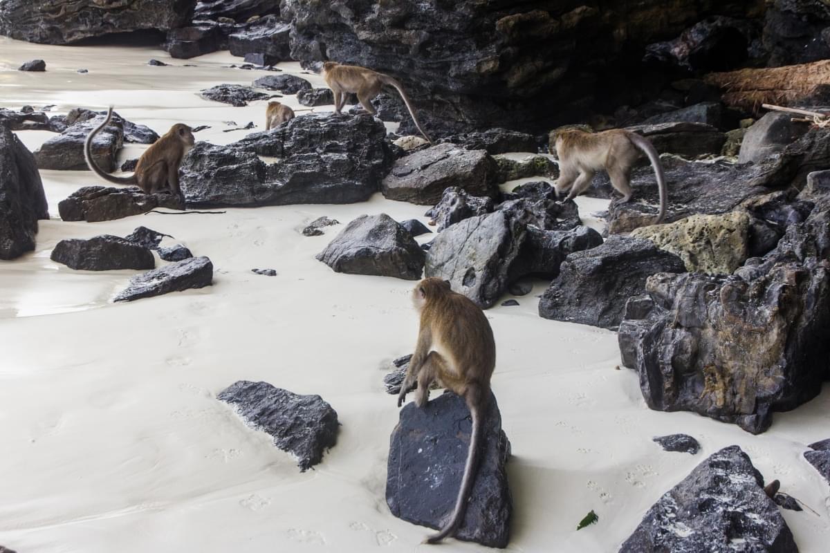 monkey beach phi phi don island