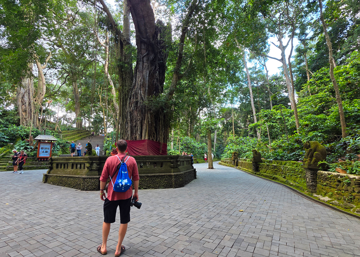 monkey forest