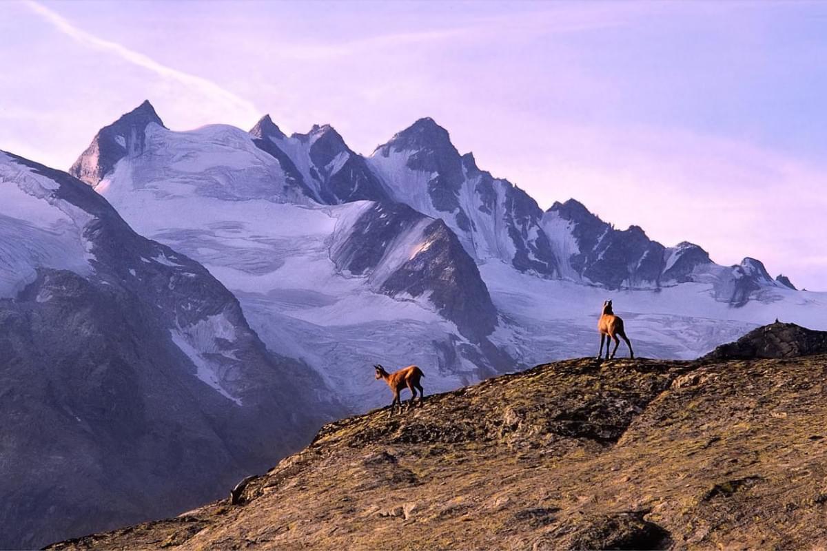 montagna camosci alpi italia 1