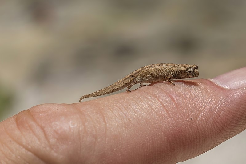 montagne d ambre leaf chameleon brookesia tuberculata on finger