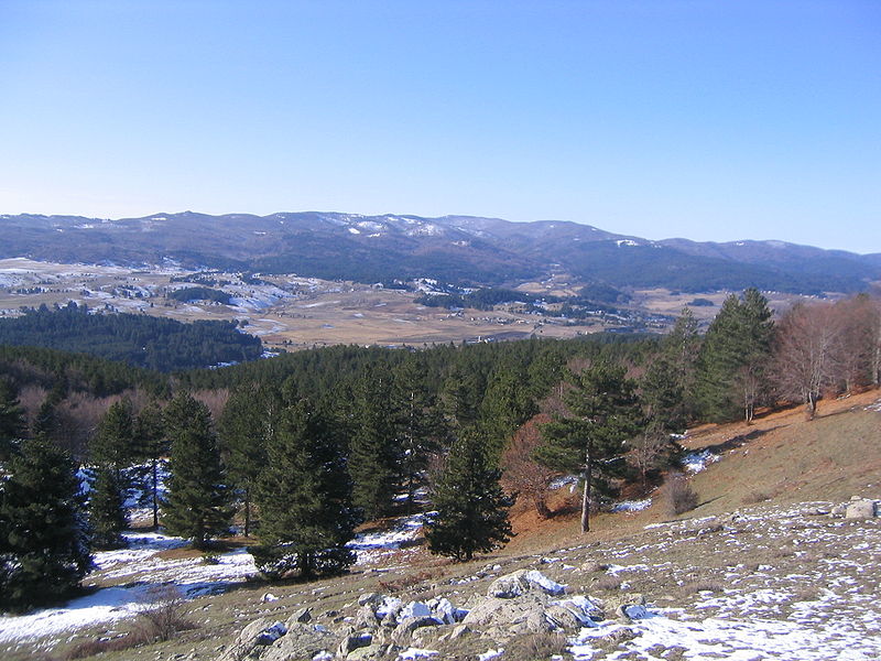 Bosco del Parco Nazionale della Sila