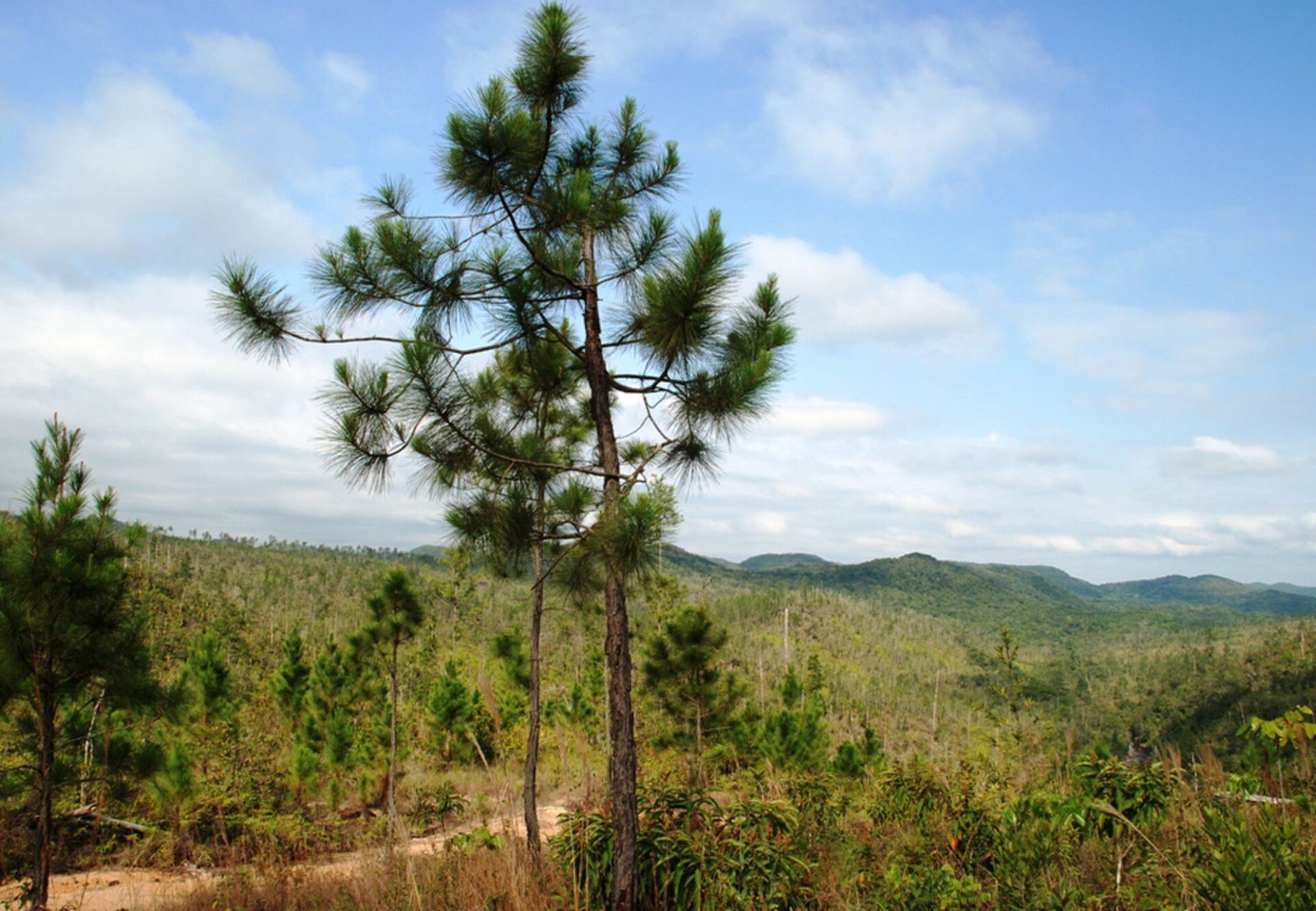 mountain pine ridge forest reserve