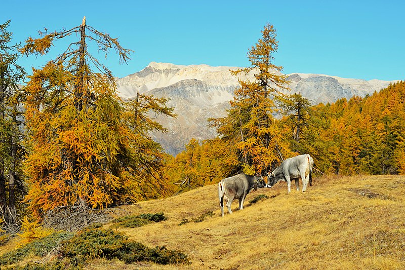 Gran Bosco di Salbertrand