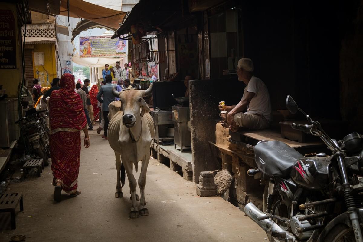 mucche india strade cultura