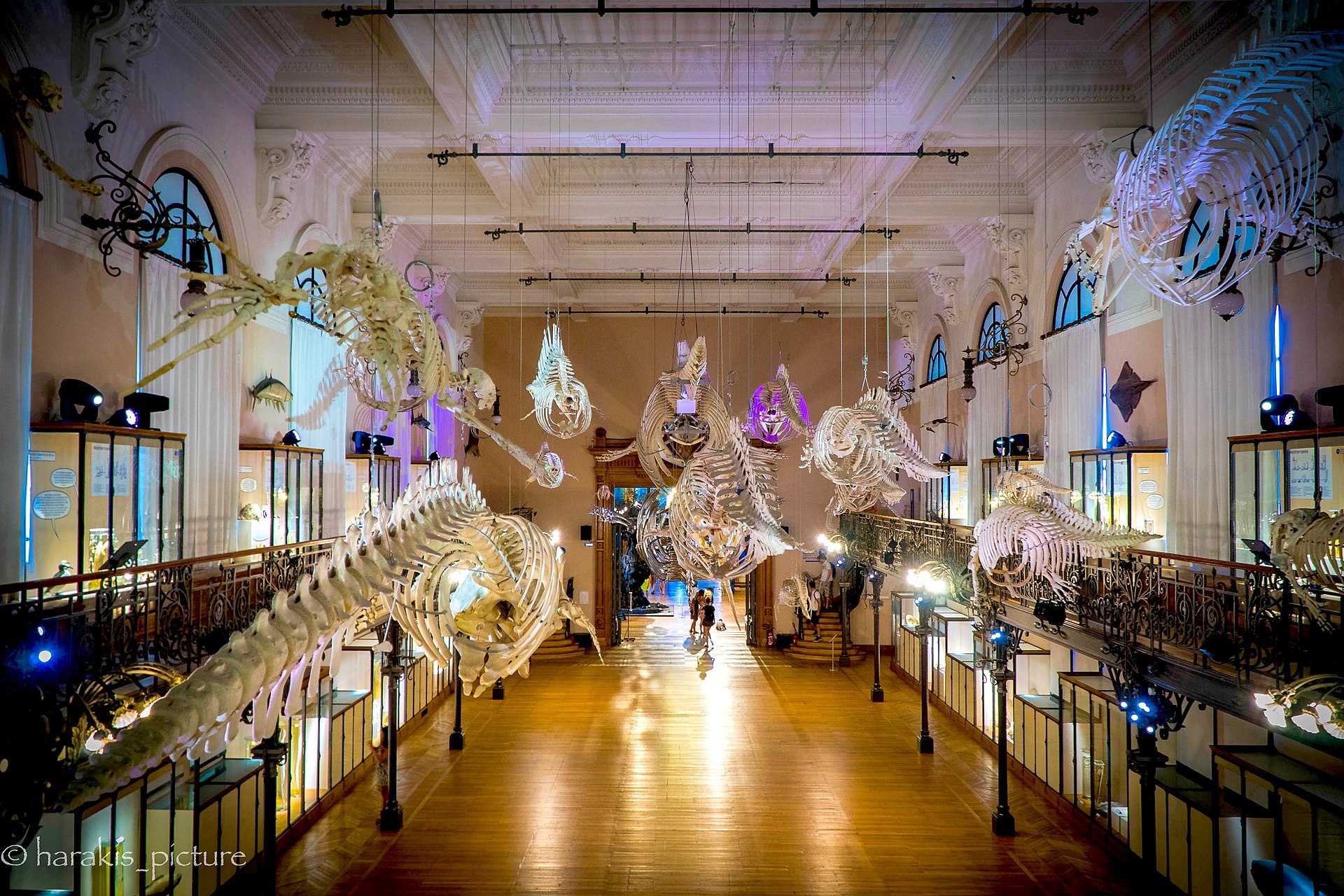 museeoceanographiquedemonaco03