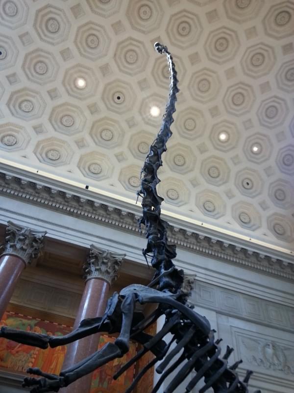 museo di storia naturale dinosauro