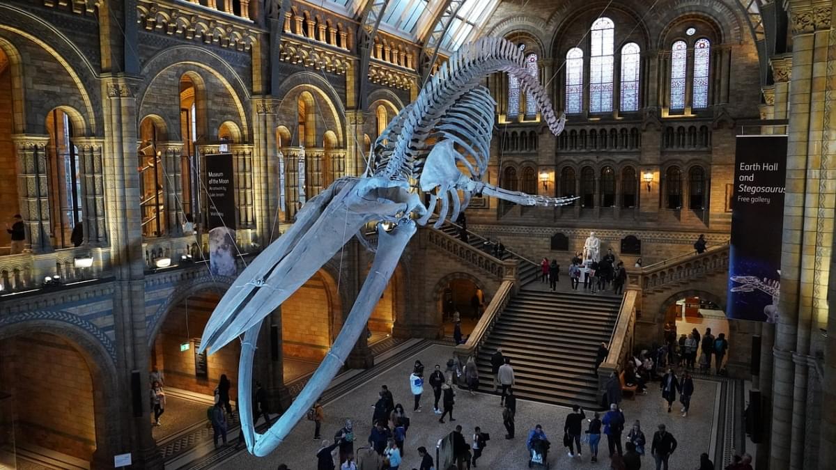 museo di storia naturale londra