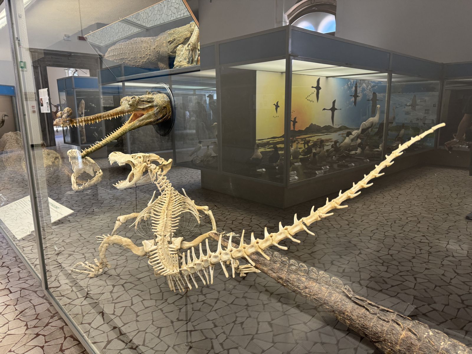 museo scienze naturali 3 risultato 1