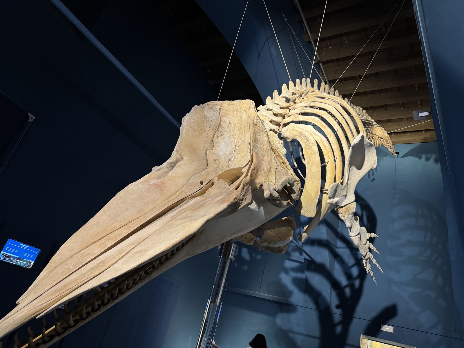 museo scienze naturali 7 risultato 1