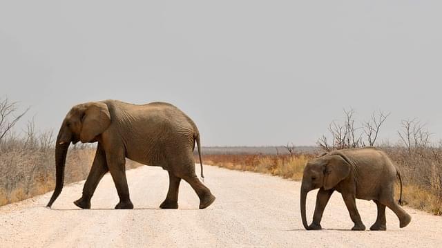 elefanti in namibia