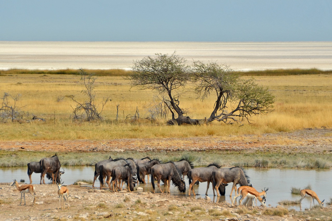 namibia migrazione gnu