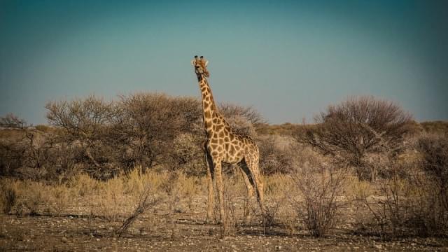 caprivi