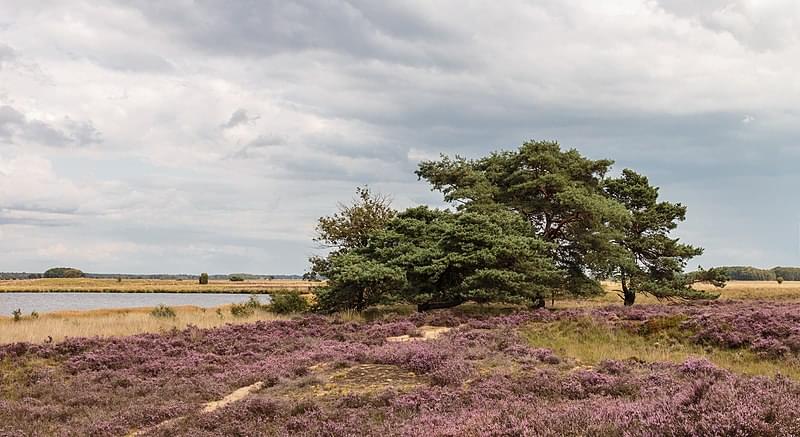 nationaal park dwingelderveld