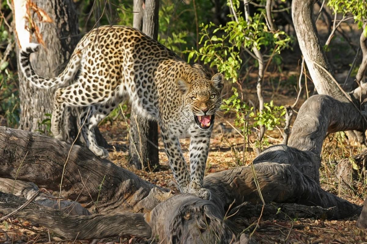 nature africa wilderness cat