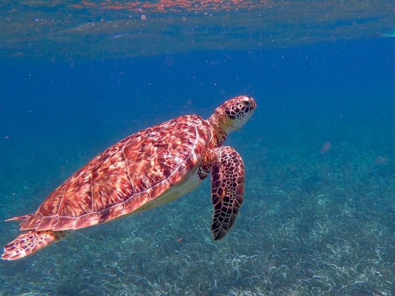 nei tropicali mari del belize fate conoscenza con la fauna ittica